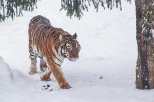 Grădina Zoologică - Târgoviște
