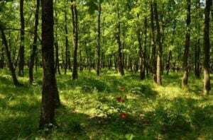 Rezervația Naturală Pădurea Troianul