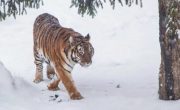 Grădina Zoologică - Târgoviște